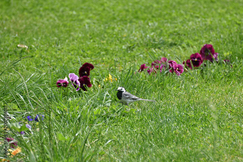 Bild auf Leinwand A small bird a white wagtail standing on a green lawn The plumage is black white