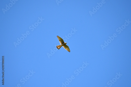 Bird of prey falcon kestrel with outstretched wings in flight against the background of a clear blue sky View from below animal fauna nature