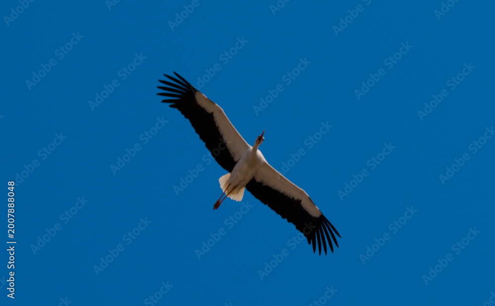Obraz premium White stork soaring above the countryside, captured from below in flight as it patrols the landscape on a clear spring day.