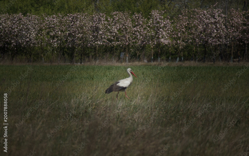 Fototapeta premium White stork standing in a green field, with blooming trees in the background, captured in a peaceful spring countryside setting.