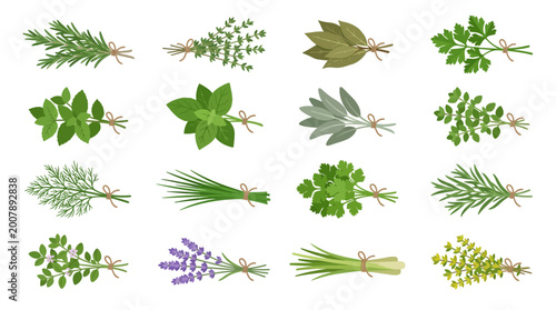 Variety of green leafy herbs.