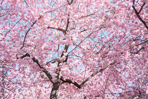 Photography Spring scene in Stockholm - vibrant pink cherry blossoms with blue sky in the ba