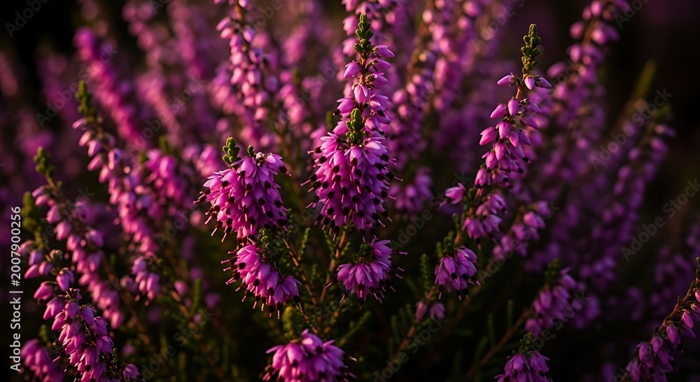Fototapeta premium Stunning close up of heather flowers in full bloom, bathed in soft natural light, ideal for nature, floral design, wellness, and lifestyle marketing materials.
