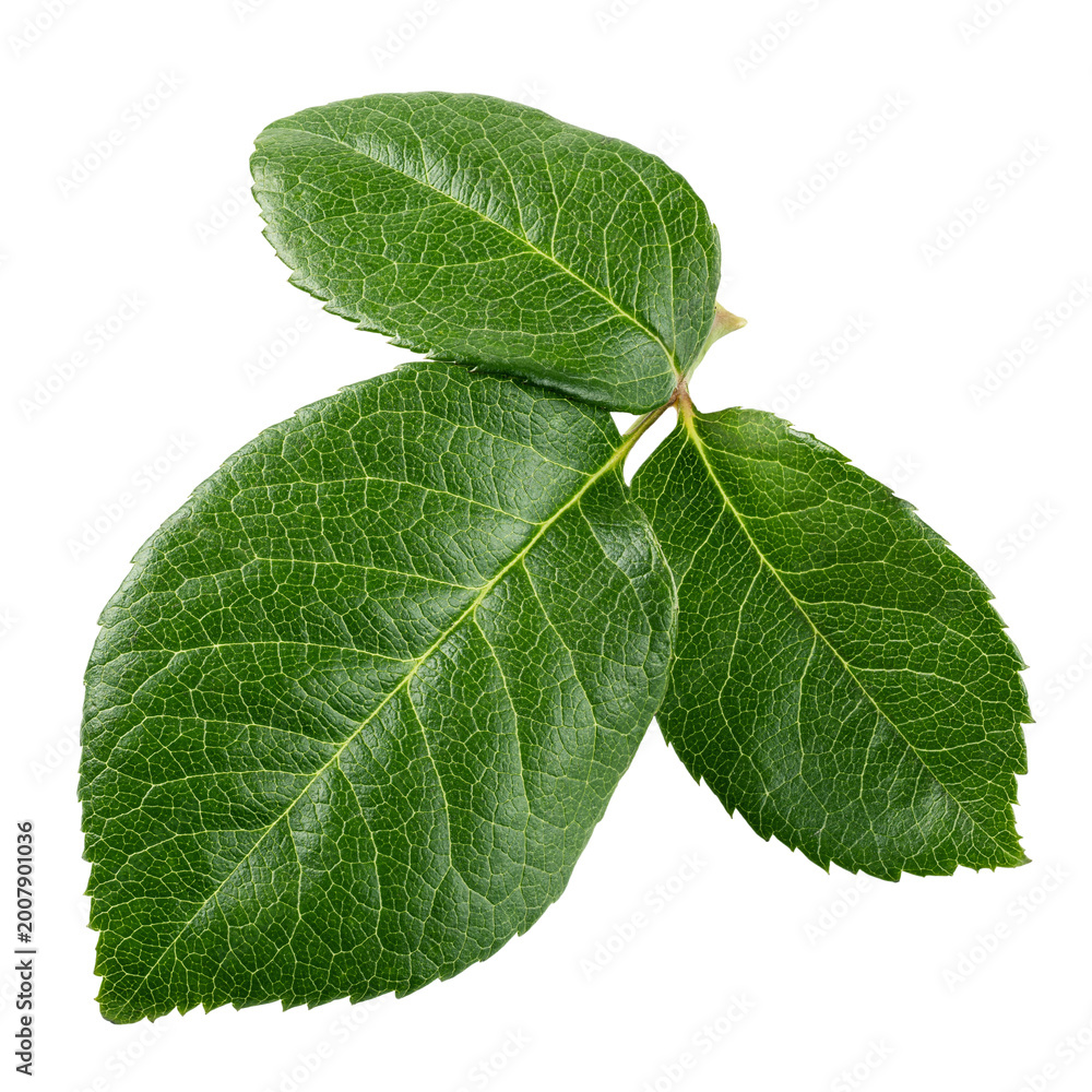 Fototapeta premium Rose leaves, isolated, full depth of field