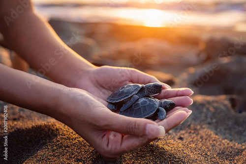 Turtles in hands during sunset on the beach as they prepare for their first journey into ocean. sun sets in background, casting warm light over sand and sea. People often help turtles find their way