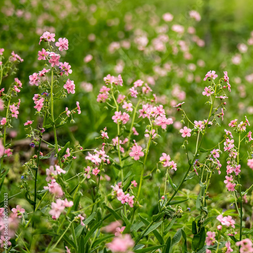 Hackelia Flowers Fill The Frame Along Trail In Sequoia