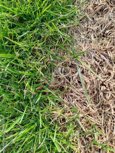 Foto Texture of green spring grass and dry last year's straw top view.