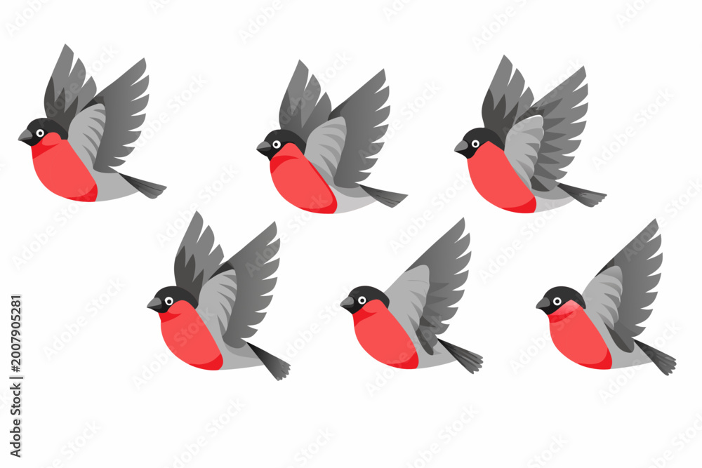 Obraz premium Bullfinch flight sequence six frame animation vector illustration on white background