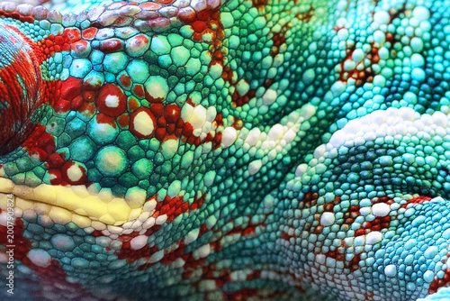 Chameleon skin. Close-up of a chameleon's skin. Bright blue-green color. Close-up of chameleon skin for background and wallpaper. An exotic animal. Textured background.