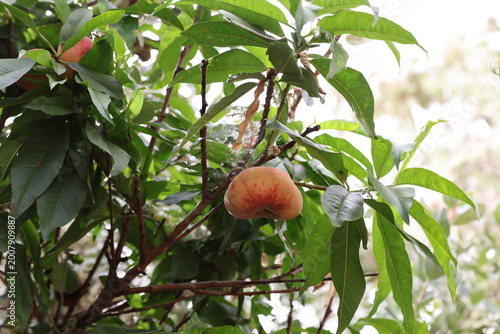 donut peach tree