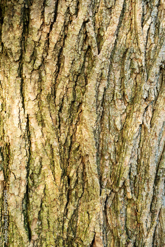 A detailed full-frame texture of the rugged, deeply furrowed bark of a Cottonwood tree (Populus deltoides) in Waukesha, Wisconsin during spring.