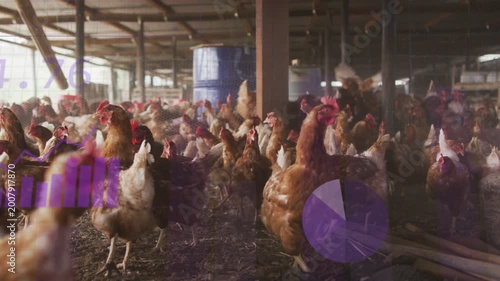 Purple overlays fading in hen flock pecking and flapping while charts sweeping to show farm metrics