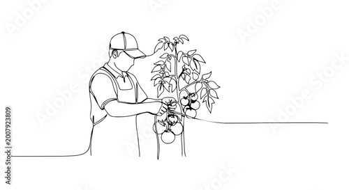 Farmer tying a tomato plant one line drawing. Continuous line minimalist vector illustration of gardening and agriculture concept. Isolated on white background