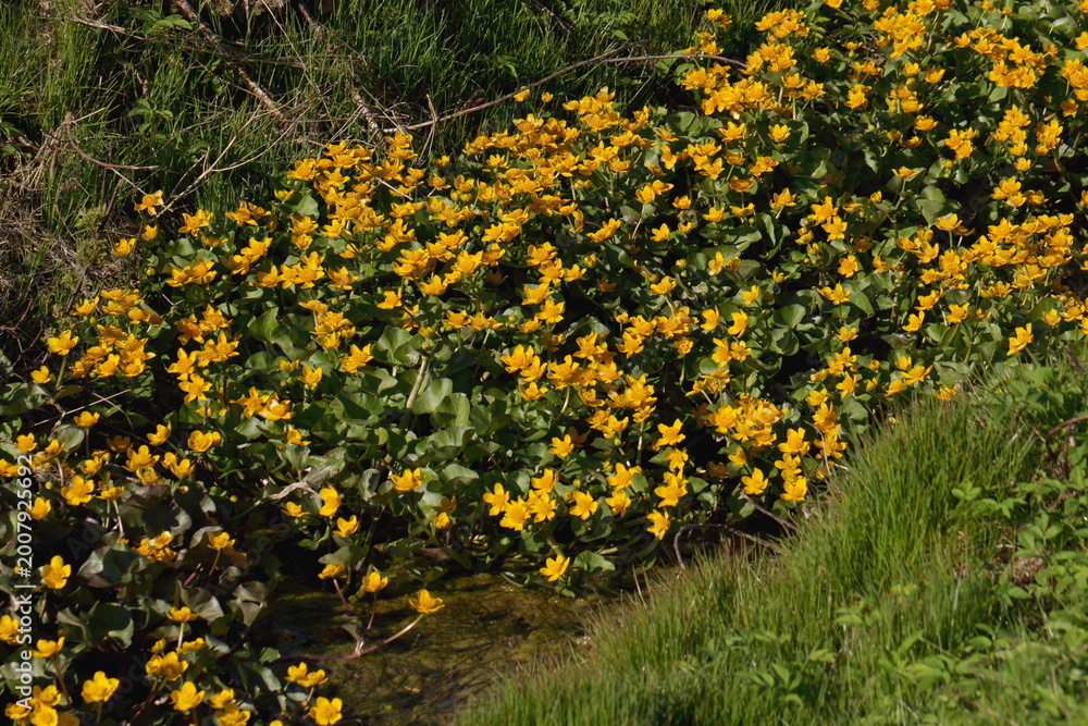 Obraz premium Marsh marigold - the most beautiful first spring flowers growing in damp places