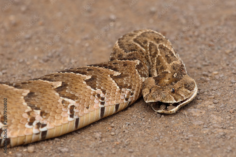 Naklejka premium Puffotter / Puff adder / Bitis arietans arietans