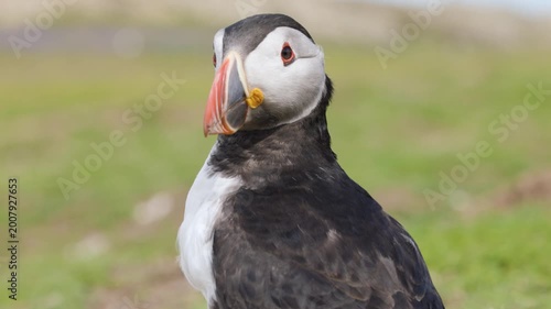 Portrait of a wild Atlantic Puffin