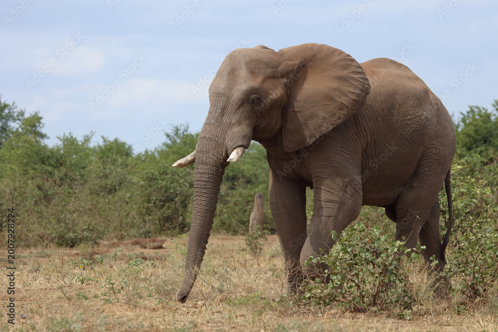 Fototapeta premium Afrikanischer Elefant / African elephant / Loxodonta africana