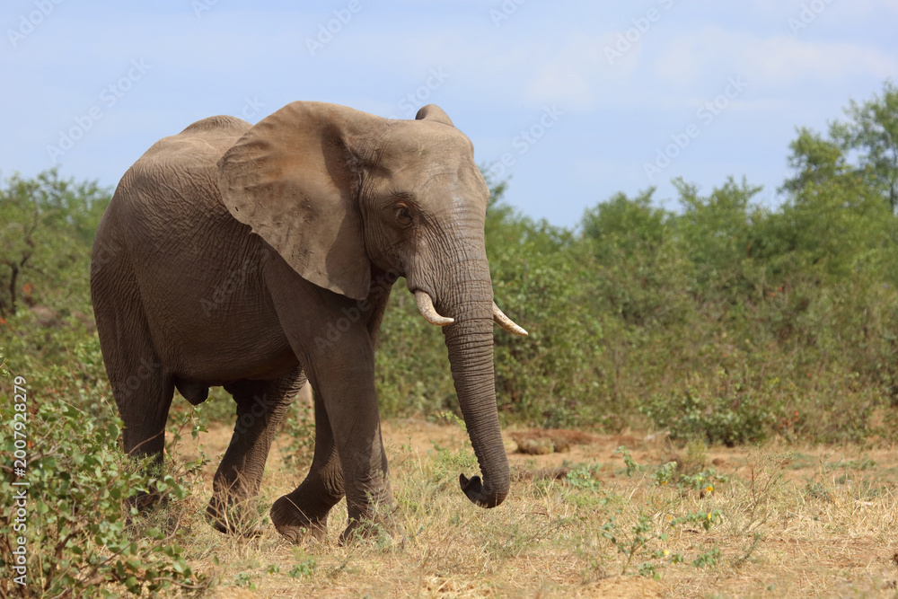 Obraz premium Afrikanischer Elefant / African elephant / Loxodonta africana