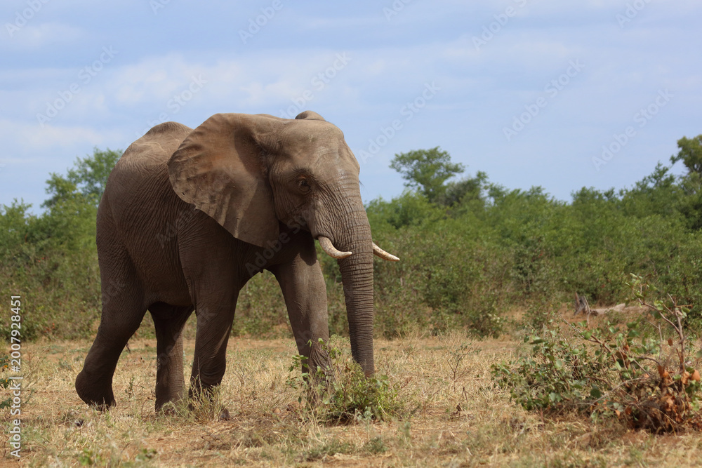 Fototapeta premium Afrikanischer Elefant / African elephant / Loxodonta africana