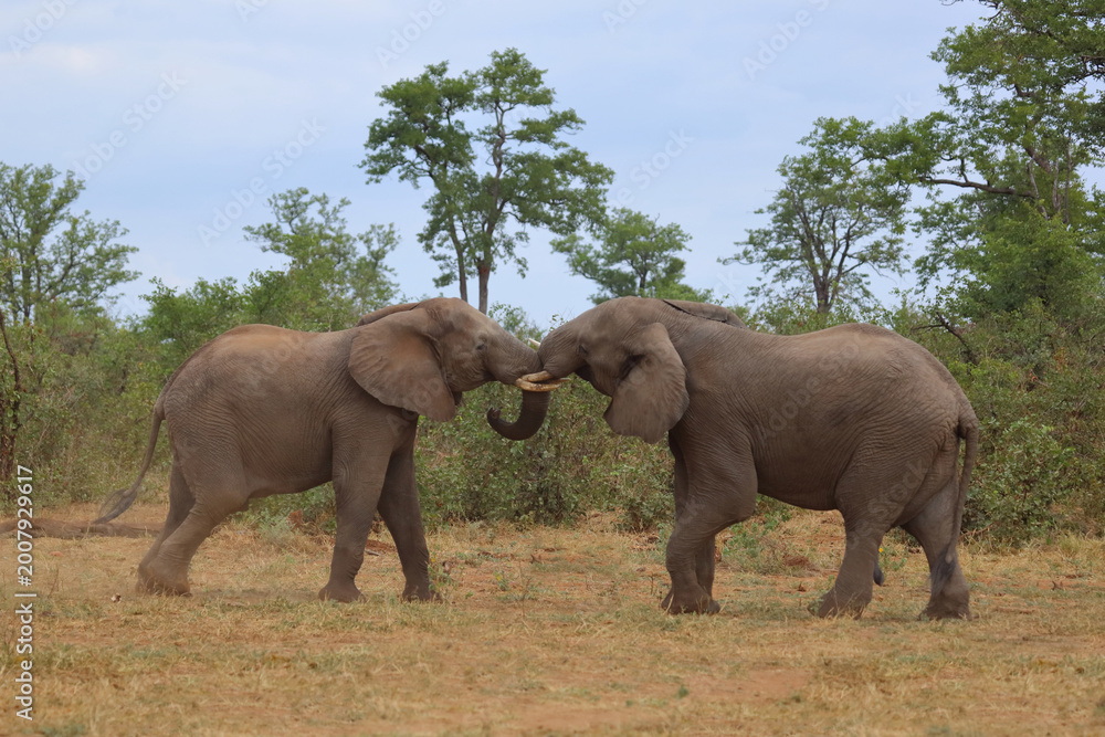 Fototapeta premium Afrikanischer Elefant / African elephant / Loxodonta africana