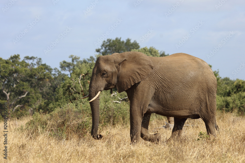 Fototapeta premium Afrikanischer Elefant / African elephant / Loxodonta africana