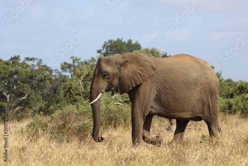Canvas Print Afrikanischer Elefant / African elephant / Loxodonta africana