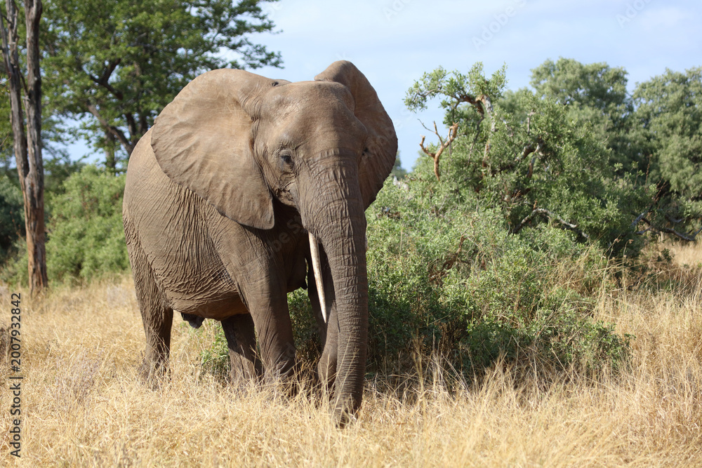 Fototapeta premium Afrikanischer Elefant / African elephant / Loxodonta africana