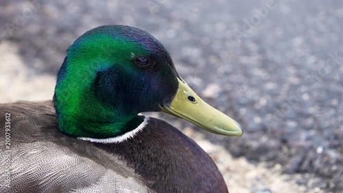 Close up of a mallard drake looking around in slow motion with vibrant feathers on his head.