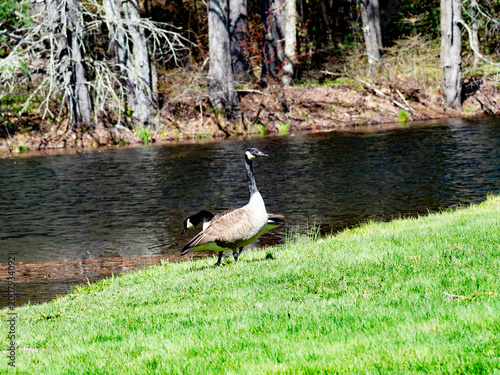 Принти на полотні A wary goose watching me pass
