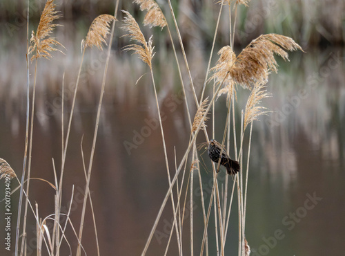 Fotografi Female redwinged gathering nesting