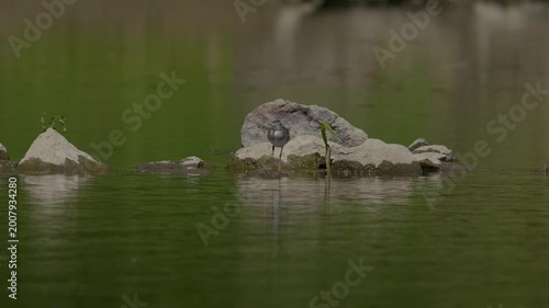 Wood Sandpiper (Tringa glareola) foraging at the water's edge on a muddy riverbank.4k slow motion 
