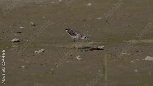 Wood Sandpiper (Tringa glareola) foraging at the water's edge on a muddy riverbank.4k slow motion 
