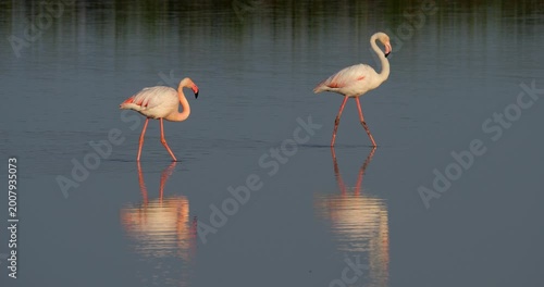 Greater Flamingos, Phoenicopterus roseus, the Camargue, France