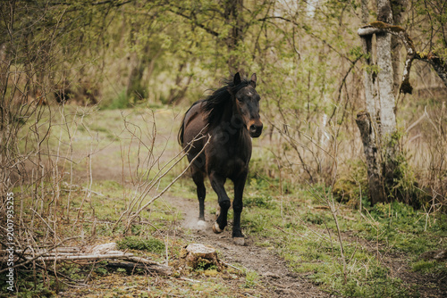 Tableau sur toile Brown horse walking along a dirt path in a lush green forest with trees and unde