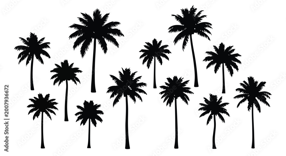 Obraz premium Black silhouette of tropical palm trees group against white background for summer designs