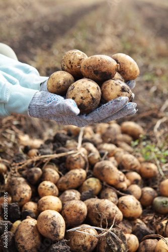 Potatoes in hands of farmer. Fertile soil. Hands in gloves. Large potato harvest. Harvesting potatoes. Potato tubers are dug out of the ground. Fresh organic products. Farm with organic vegetables.
