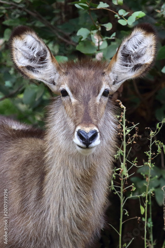 Foto Wasserbock / Waterbuck / Kobus ellipsiprymnus