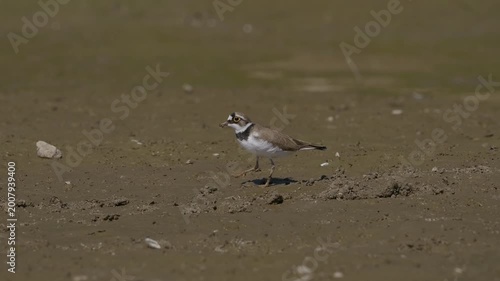 Little Ringed Plover (Charadrius dubius) foraging on a muddy riverbank