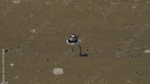 Little Ringed Plover (Charadrius dubius) foraging on a muddy riverbank