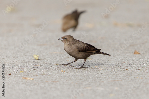 Female Shiny Cowbird (Molothrus bonariensis) in a square in Buenos Aires.
