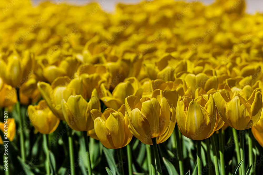Obraz premium Vibrant field of yellow tulips blooming under bright sunlight