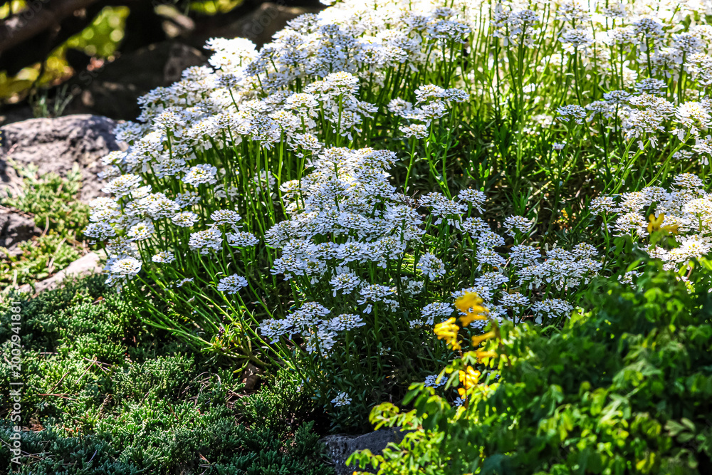 Fototapeta premium Cluster of delicate white flowers blooming in a sunny garden setting