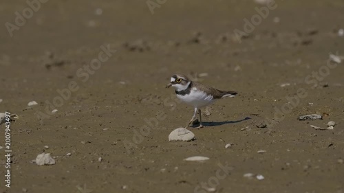Little Ringed Plover (Charadrius dubius) foraging on a muddy riverbank