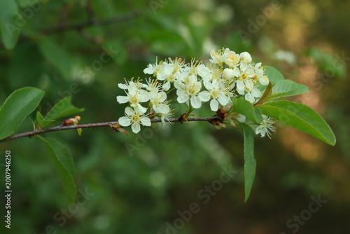 Vászonkép Bitter Cherry Flower Cluster (Prunus emarginata)