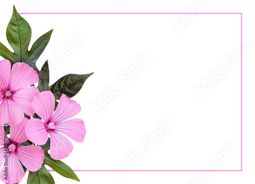 Pink lavatera flowers in fl...