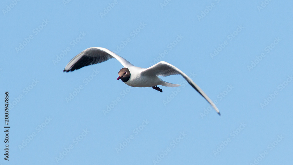 Fototapeta premium seagull in flight