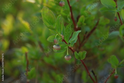 Tableau sur toile Tall Huckleberry (Vaccinium membranaceum) Flower