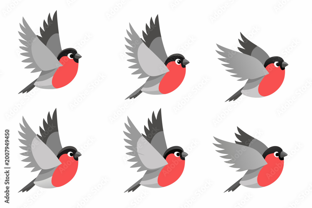 Obraz premium Bullfinch flight sequence six frame animation vector illustration on white