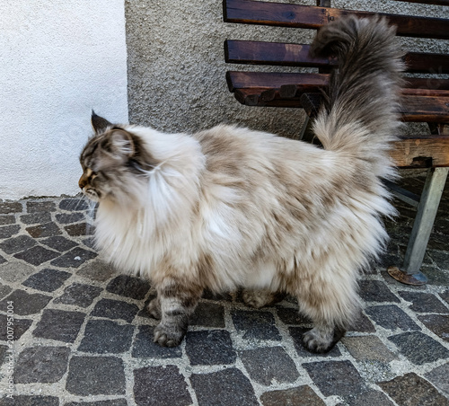 Canvas Print Beautiful fluffy cat of the Neva Masquerade breed