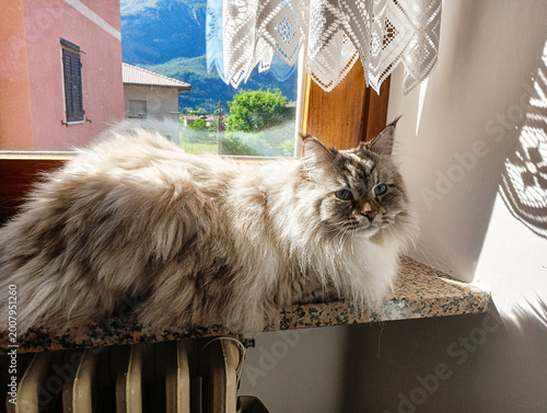 Canvas Print Beautiful fluffy cat of the Neva Masquerade breed